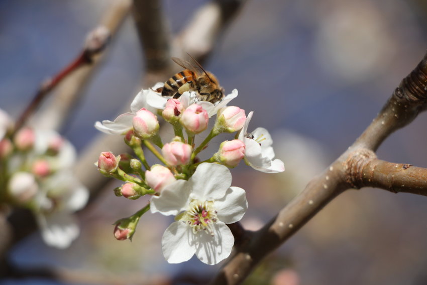 Life springs eternal: a bee gathers pollen from a blooming crabapple tree on an otherwise empty Main Street.